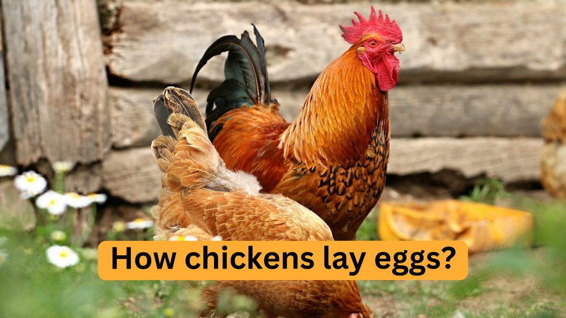 How chickens lay eggs?