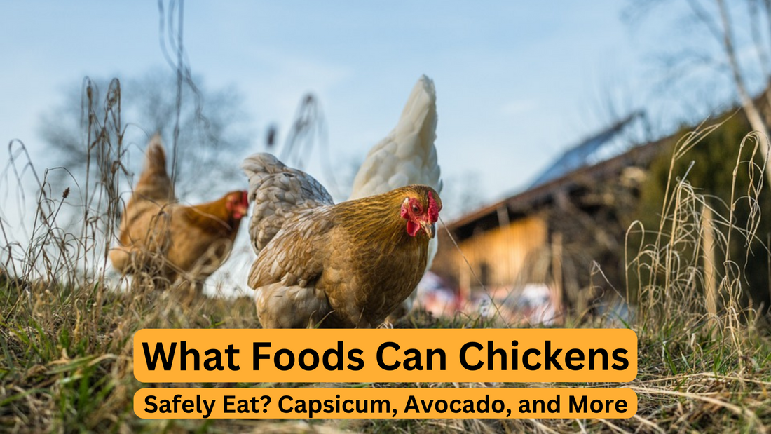 What Foods Can Chickens Safely Eat? Capsicum, Avocado, and More