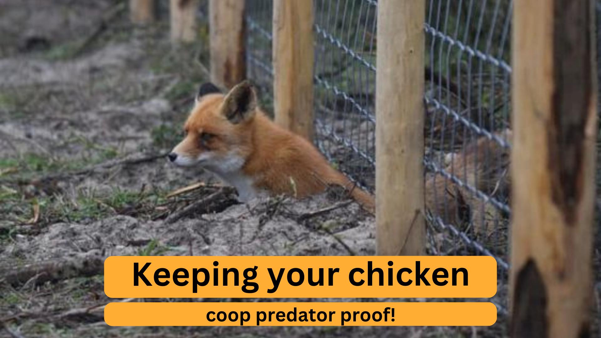 Stunning Forcing Frost Protection For Chickens image