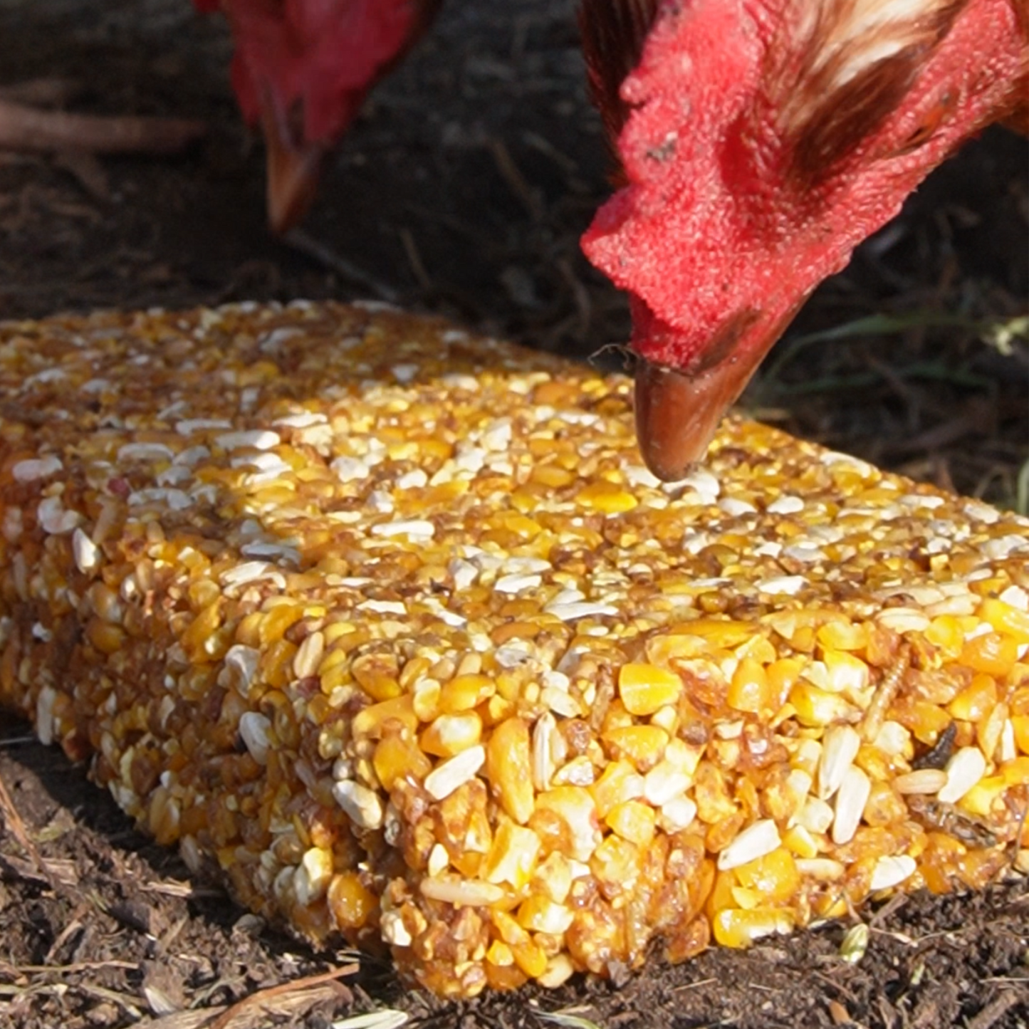 Chicken Energy Block