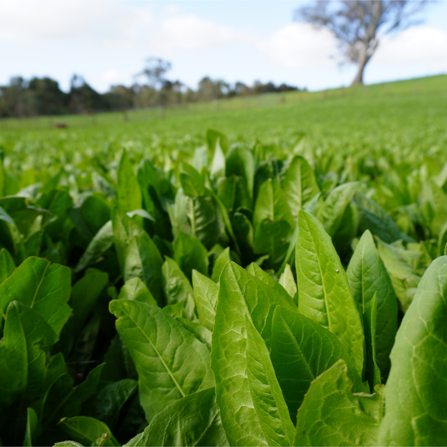 Nesty Chicken Chicory Sowing Seeds