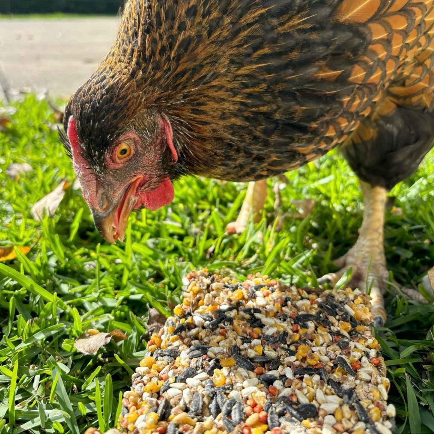 Chicken Treat Block