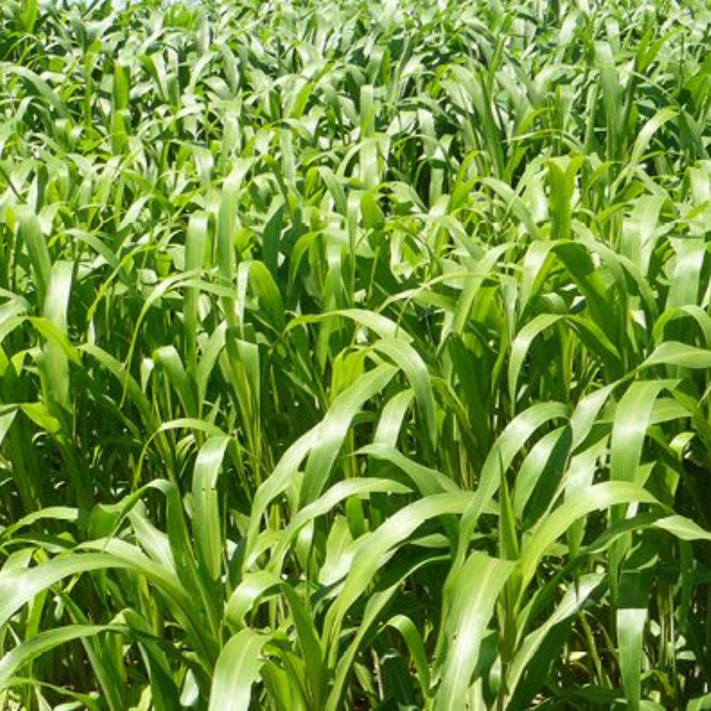 Nesty Chicken Ryegrass Sowing Seeds