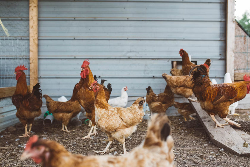 H5N1 Bird Flu in Australia: What Chicken Owners Need to Know