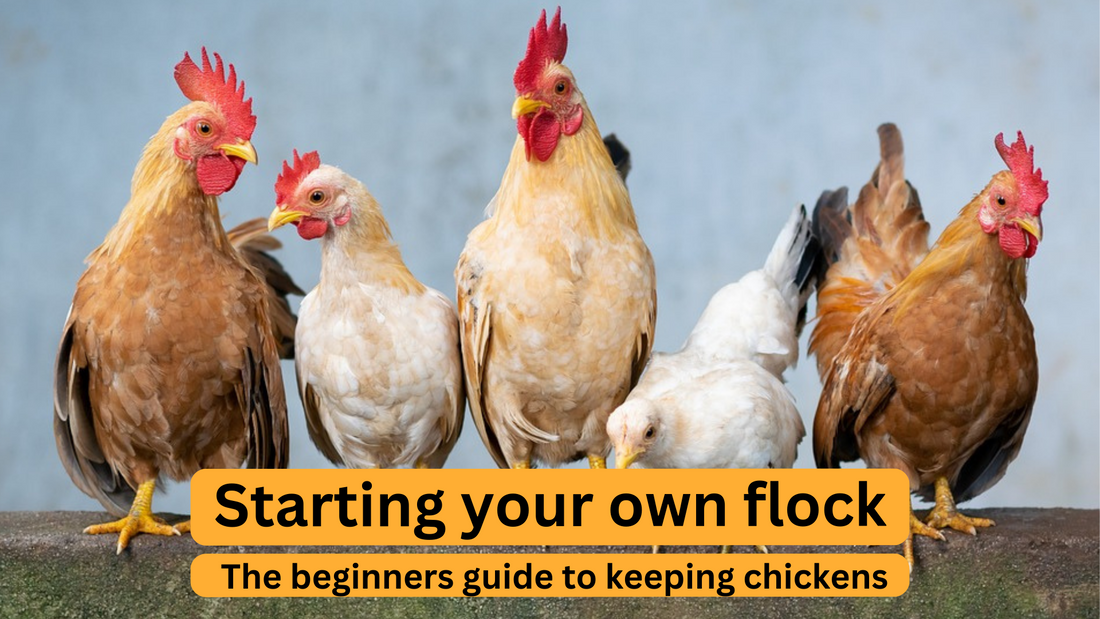 Starting your own flock. The beginners guide to keeping chickens.