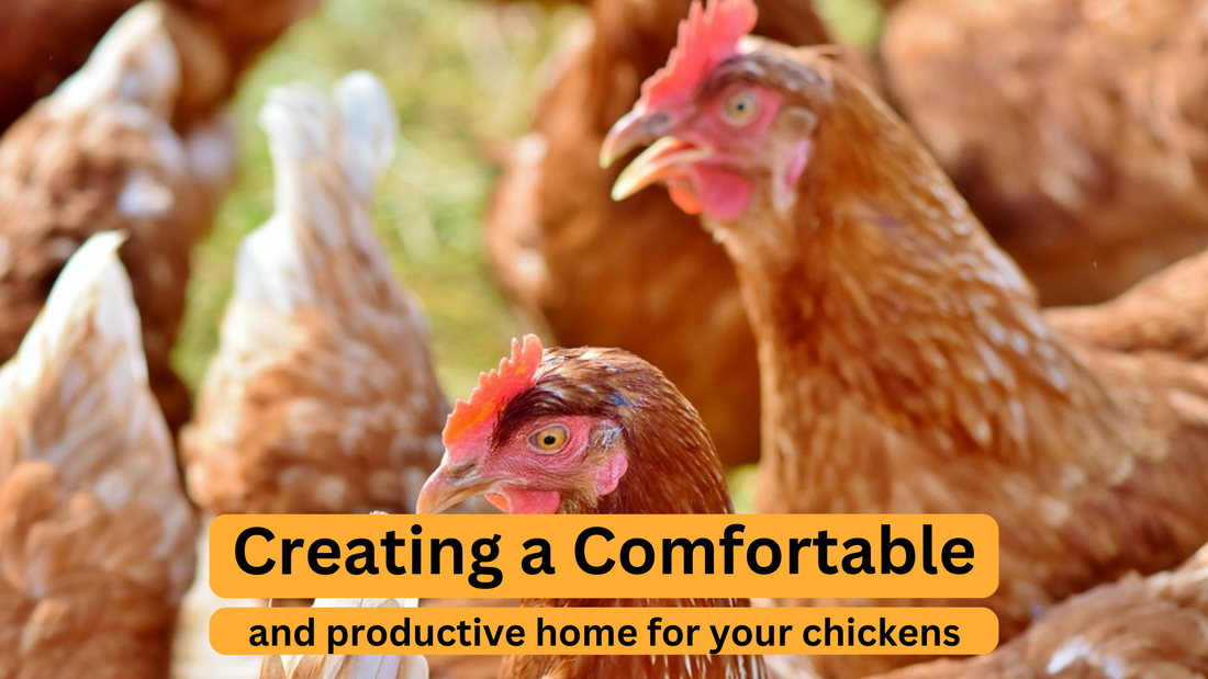 Creating a Comfortable and Productive Home for Your Chickens