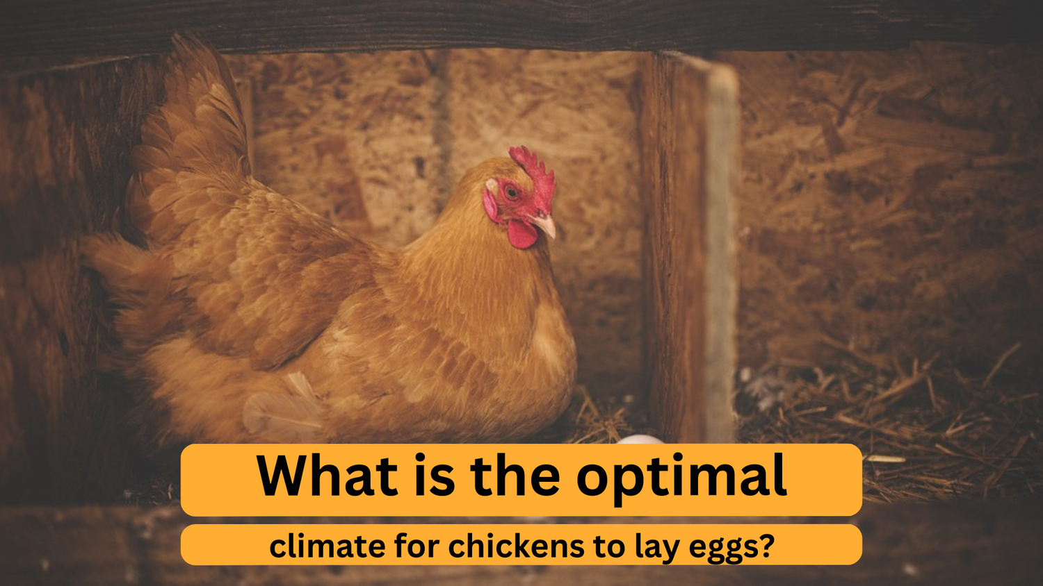 Optimal Climate for Egg Laying Chickens Key Factors and Tips Nesty Boxes