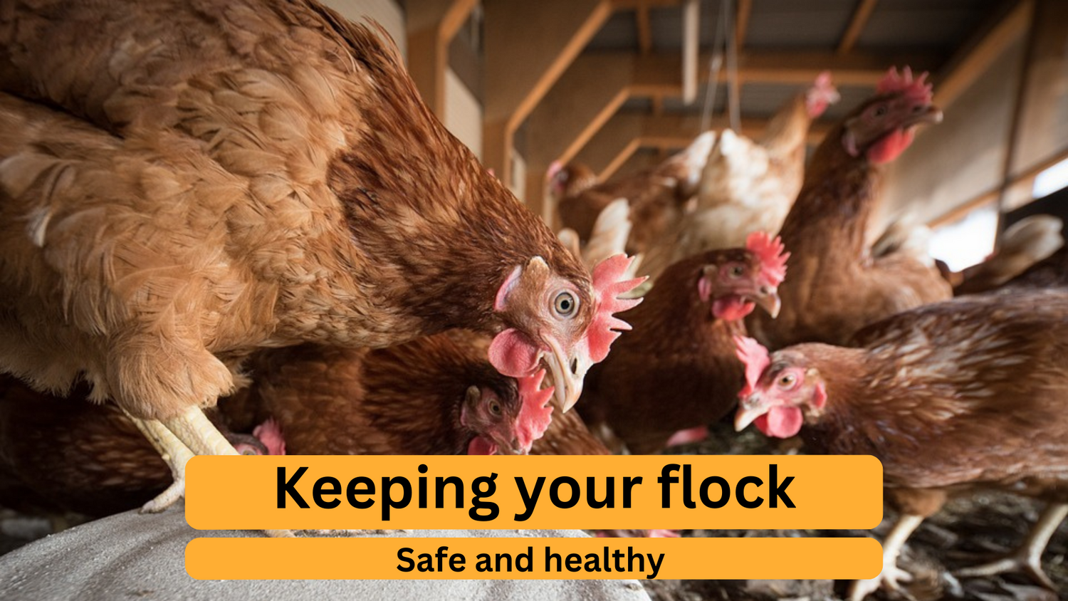 Coop Pests Mites & Rats Prevention Guide NestyBoxes Nesty Boxes