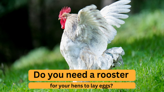 Do You Really Need a Rooster for Your Hens to Lay Eggs? Debunking the Myth