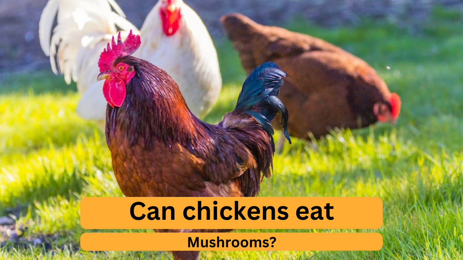 Safely Feeding Mushrooms to Chickens A Comprehensive Guide Nesty Boxes