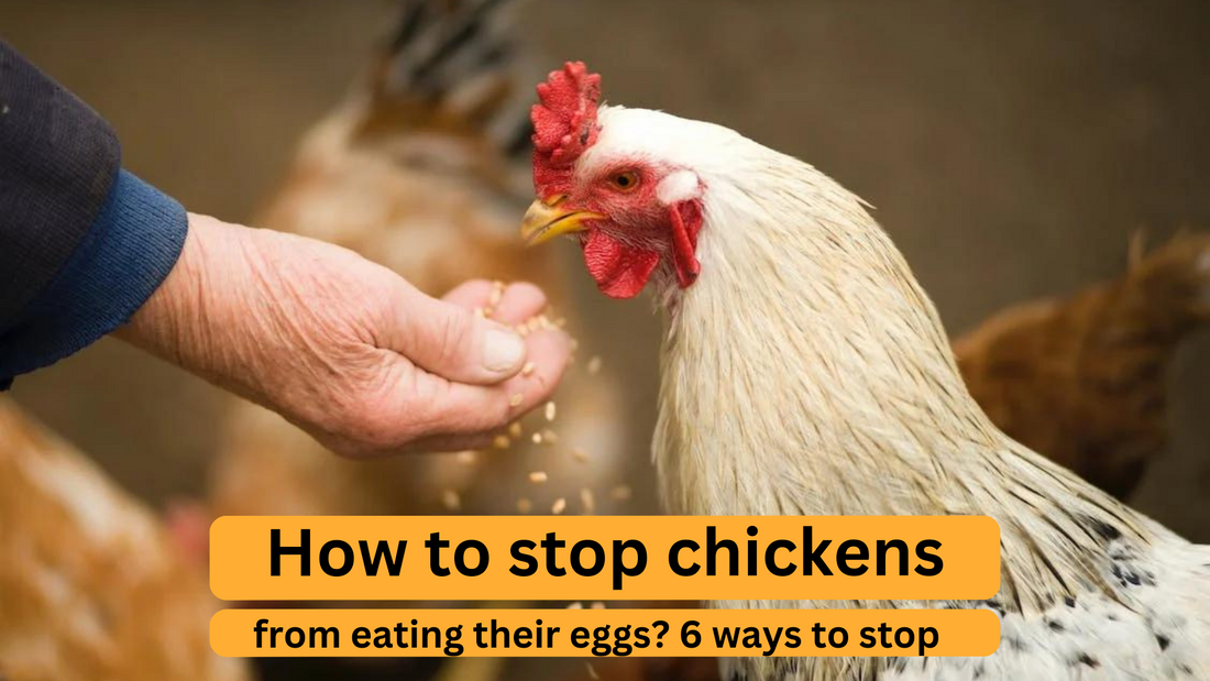 How To Stop Chickens From Eating Their Eggs? Here's 6 Ways To Stop Them