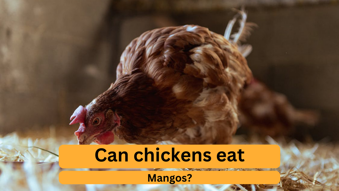 Can Chickens Eat Mangos?