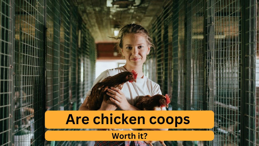 Are chicken coops worth it?