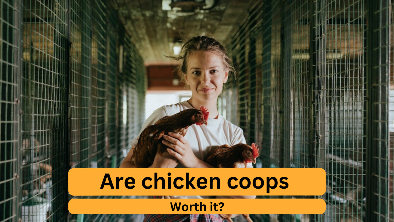 Chicken Coop Odor Control Freshness Tips NestyBoxes Nesty Boxes