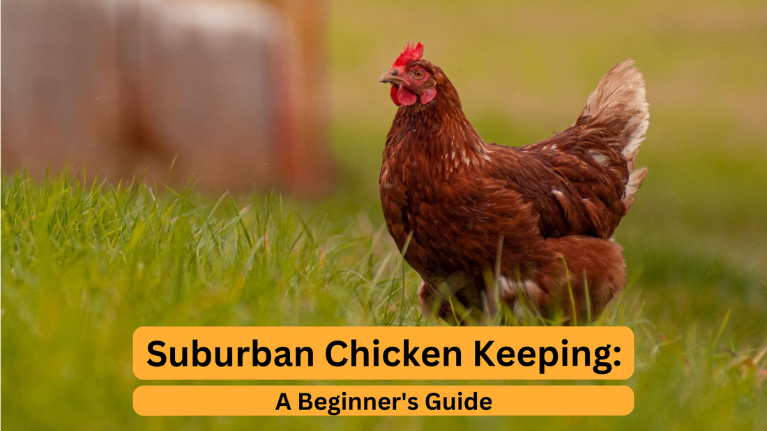 Suburban Chicken Keeping: A Beginner's Guide
