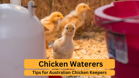 Choosing the Best Chicken Waterer: Essential Tips for Australian Chicken Keepers