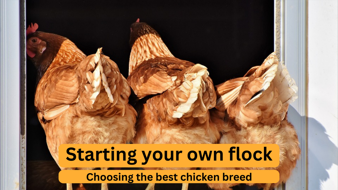 Starting Your Flock: Choosing the Best Chicken Breed for Your First Chicken Coop!