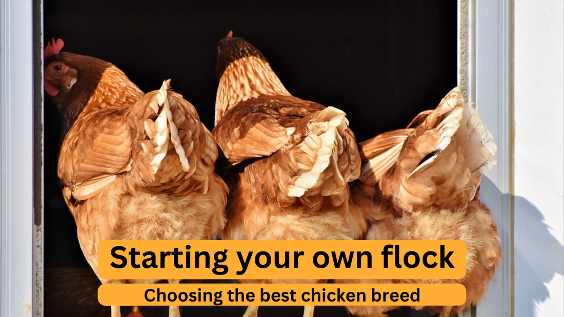 Guide to Choosing Chicken Breeds: Pick the Best Breeds for Your Flock