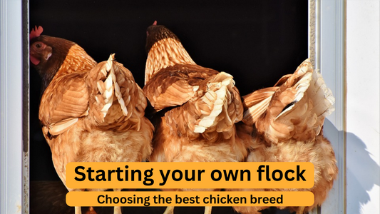 Starting Your Flock: Choosing the Best Chicken Breed for Your First Chicken Coop!