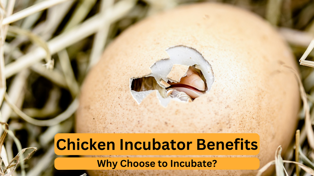 Benefits of Chicken Incubators: Why Choose to Incubate?