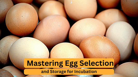 Mastering Egg Selection and Storage for Incubation