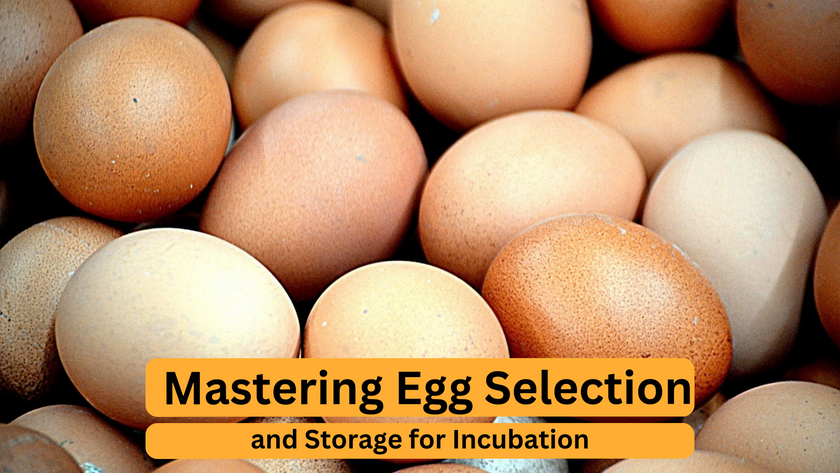 Mastering Egg Selection and Storage for Incubation