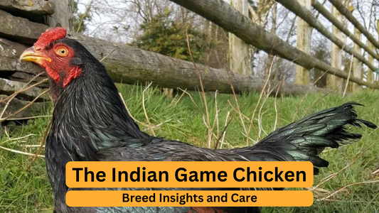 The Indian Game Chicken: Breed Insights and Care
