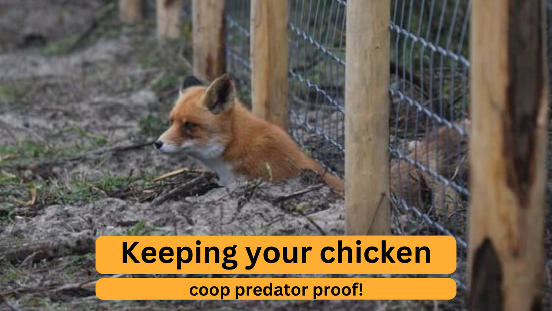 Keeping Your Chicken Coop Predator Proof!