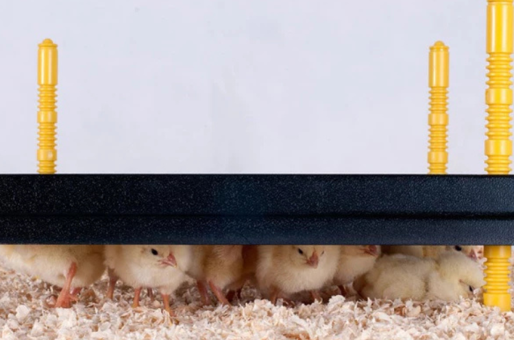 Kc Brooder Plate Nesty Chick Brooder Heat Plate 25x25cm | Safe & Efficient Heating ...
