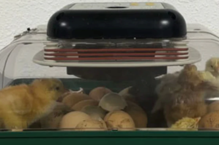 Chicken, Duck, Goose Or Quail