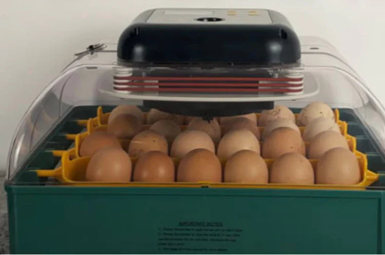 Hands-Off Egg Turning