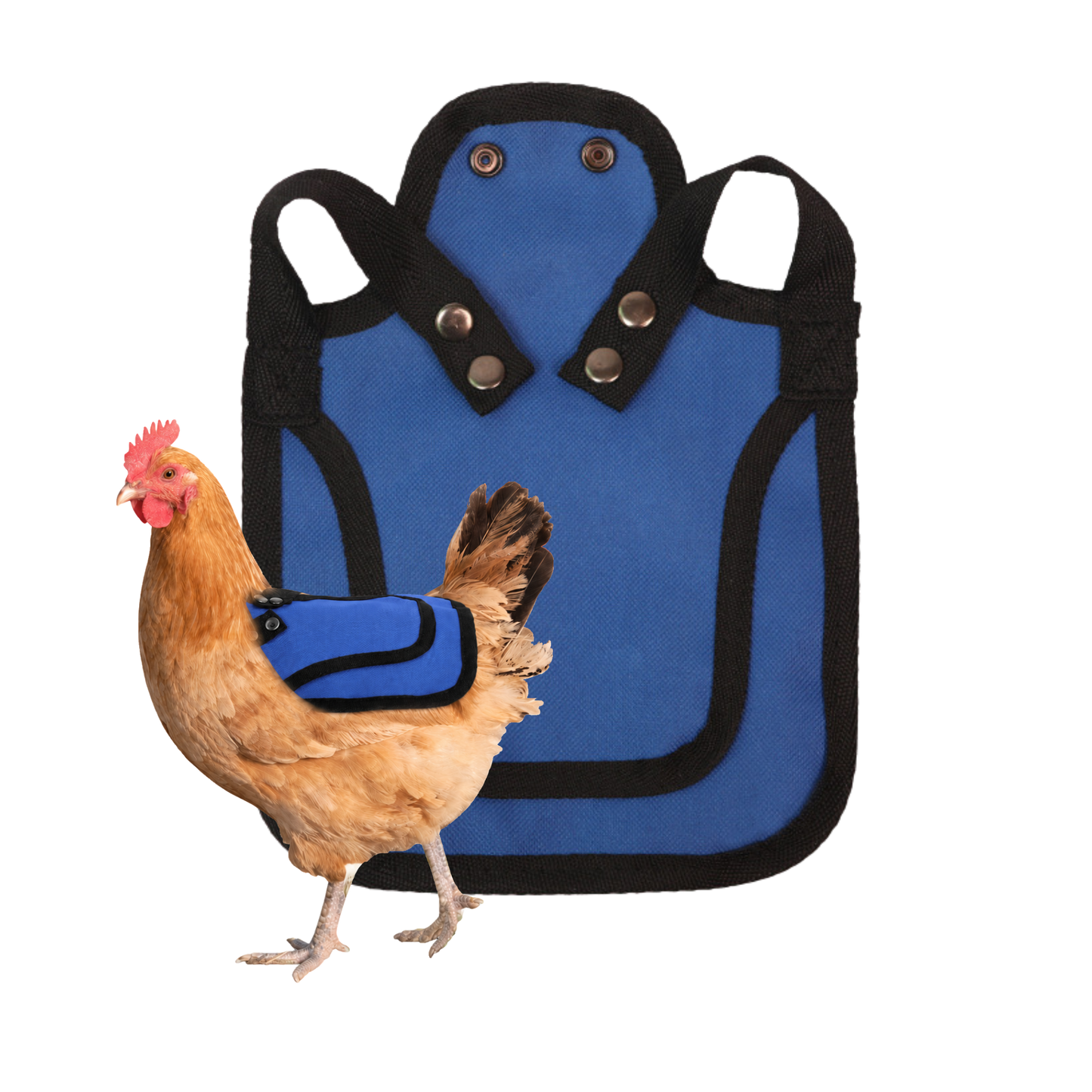 Nesty Blue Chicken Saddle