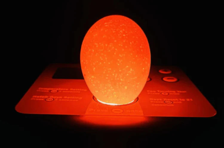 Built-In LED Candler
