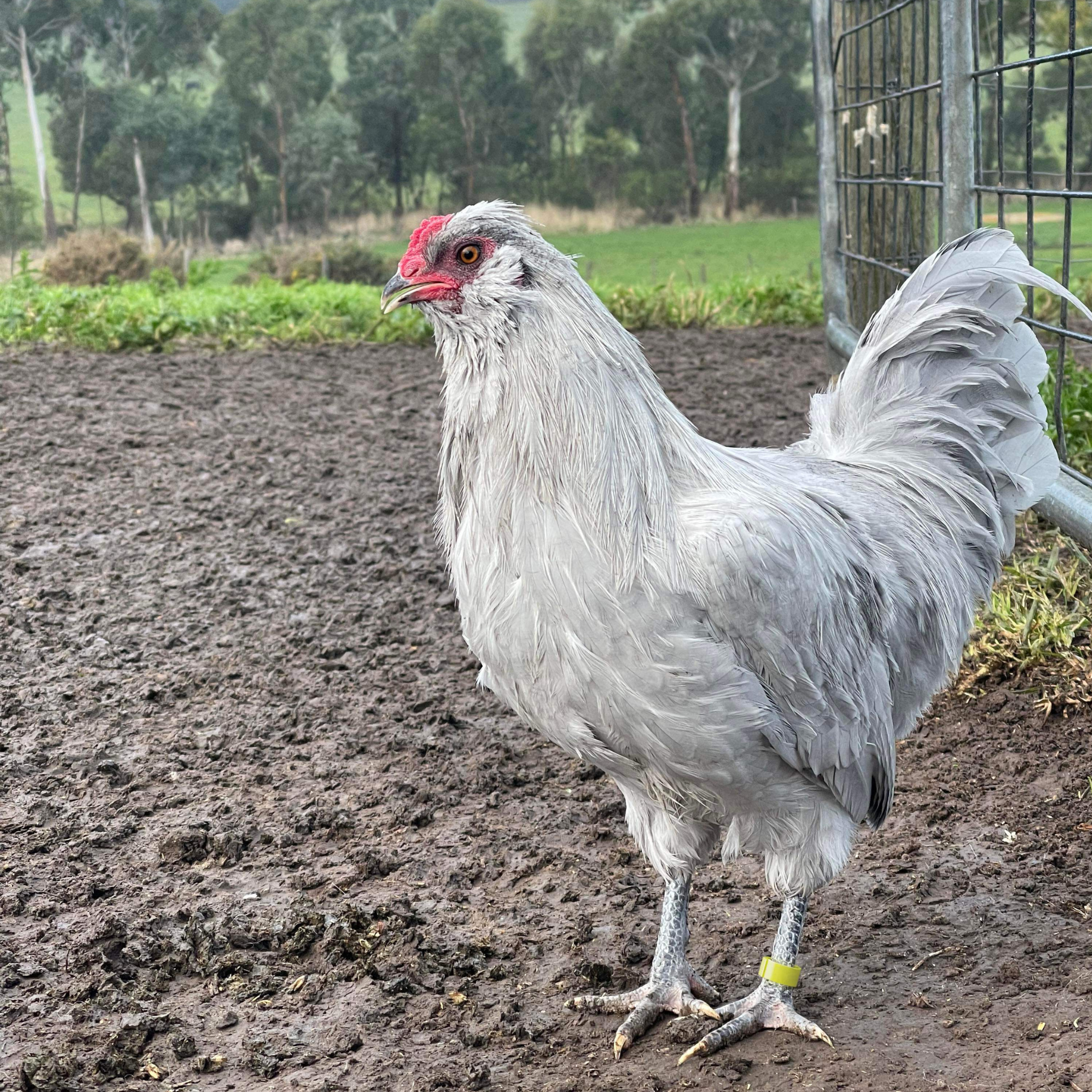 Nesty Chicken Leg Bands