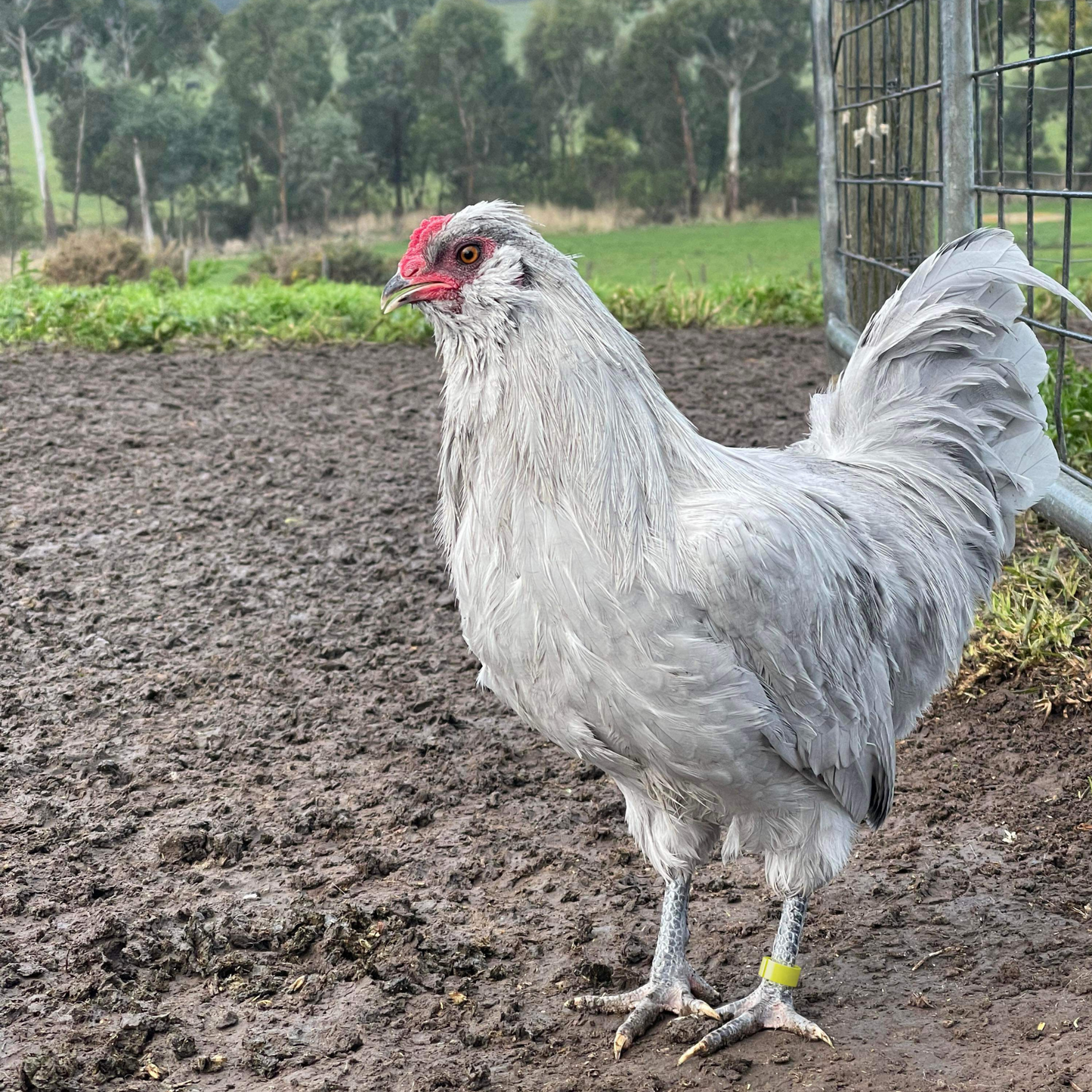 Nesty Chicken Leg Bands