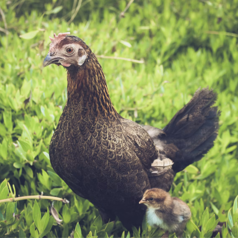 From Chicks To Hens