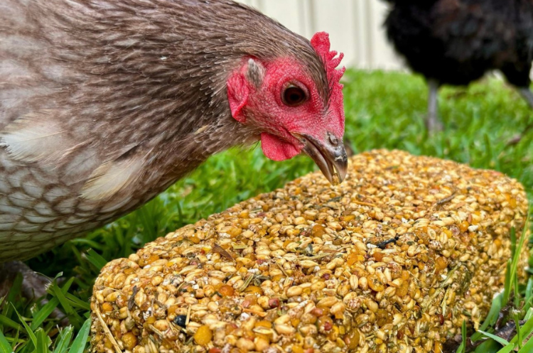 Buy Chicken Feed Block Online | Nesty Boxes