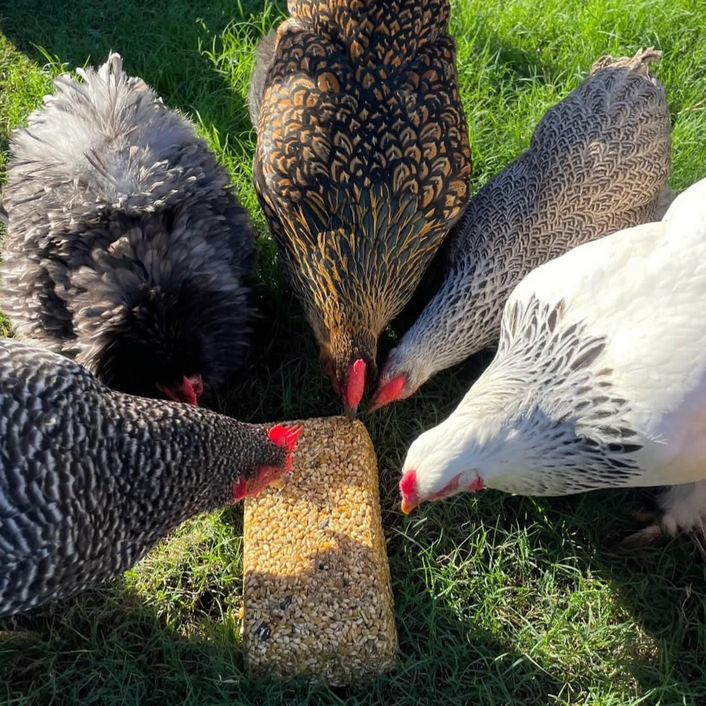 Chicken Feed Block