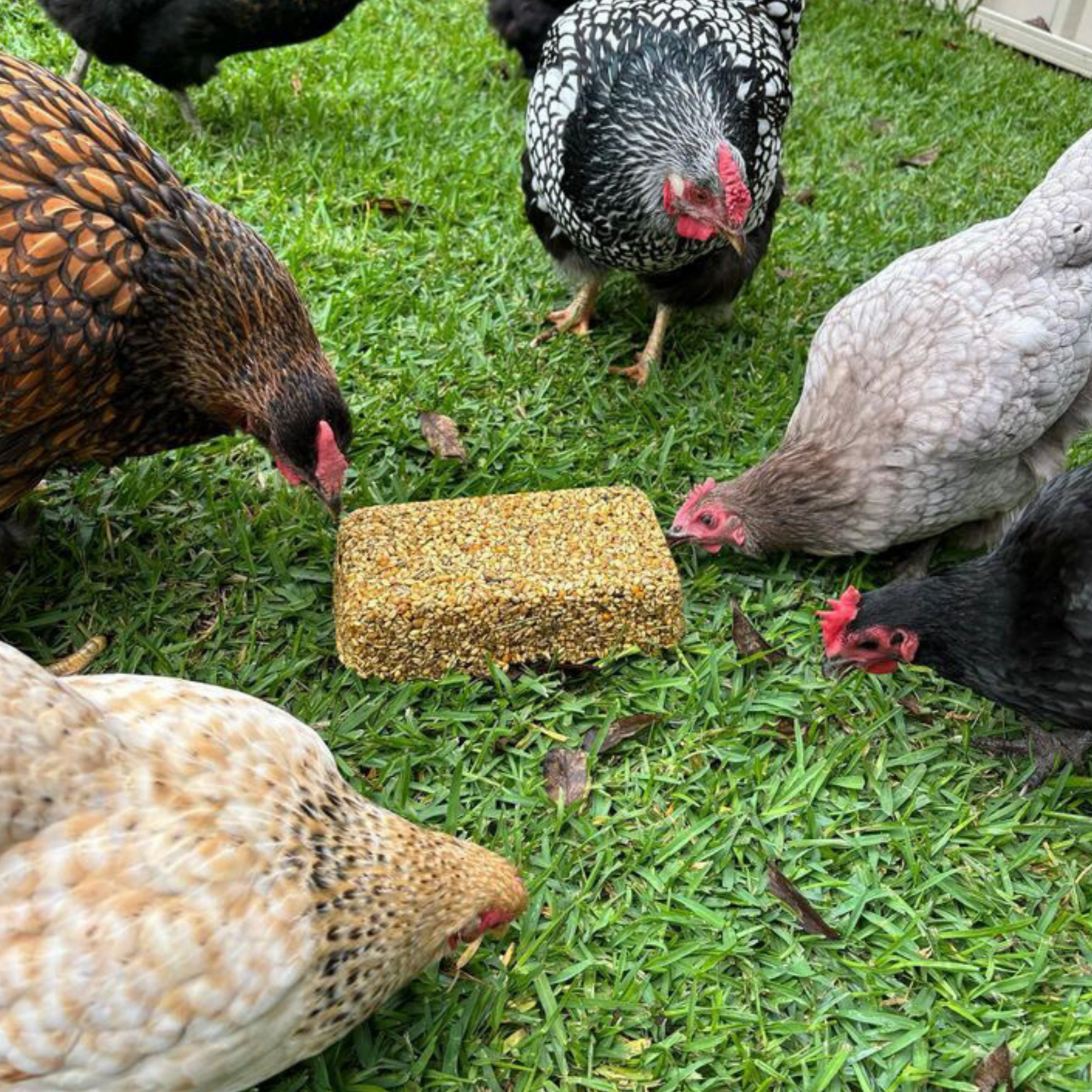 Chicken Feed Block