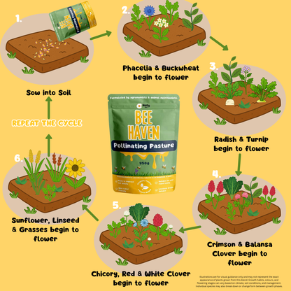 Bee Haven Pollinating Pasture Blend 950g