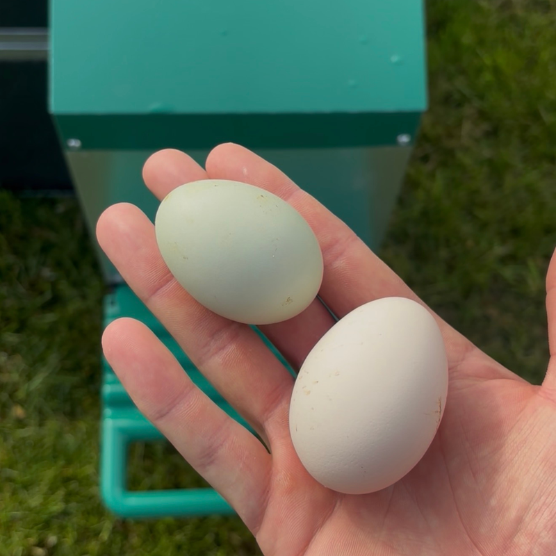 Zero Egg Withdrawal