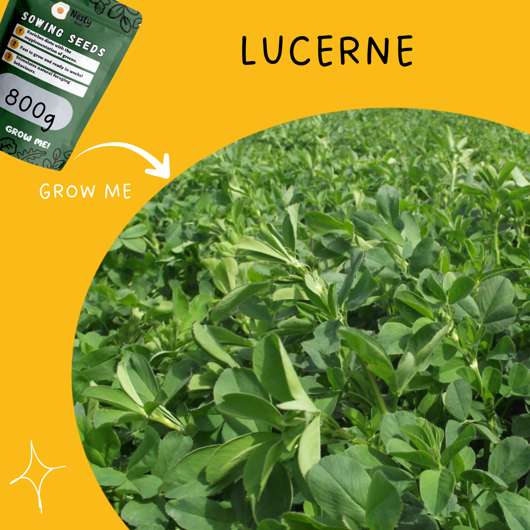 Black Friday Sowing Seeds Bundle