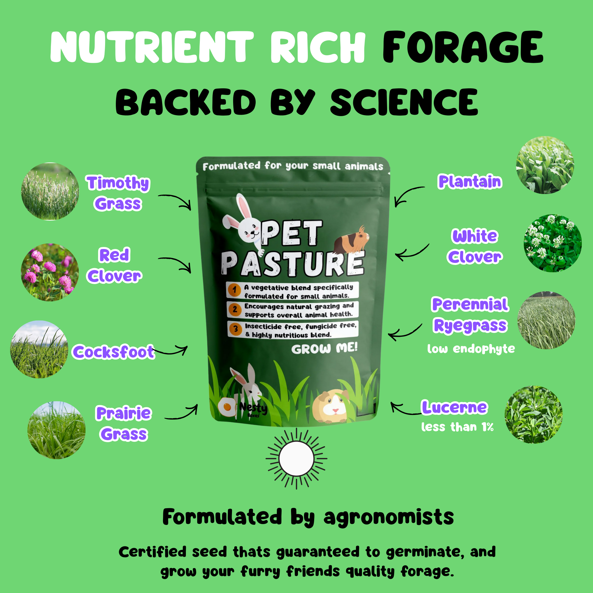 Pet Pasture Sowing Blend for Rabbits & Guinea Pigs | Nesty Boxes
