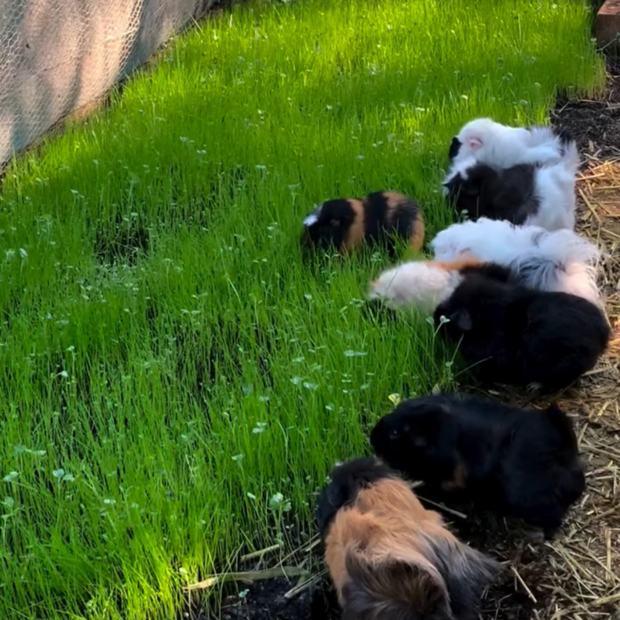 Pet Pasture Sowing Blend for Rabbits & Guinea Pigs | Nesty Boxes