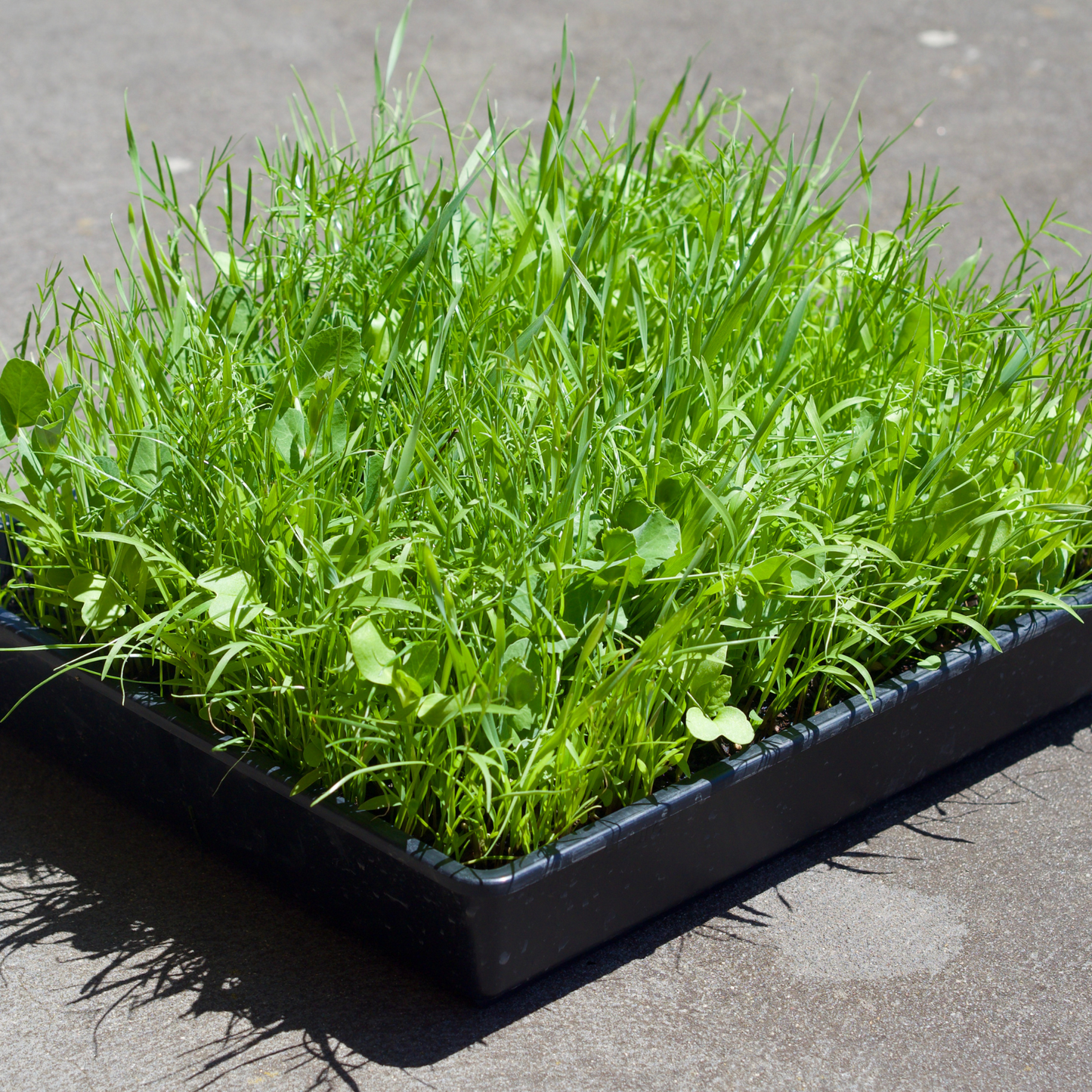 Nesty Poultry Summer Seeds Forage Mix