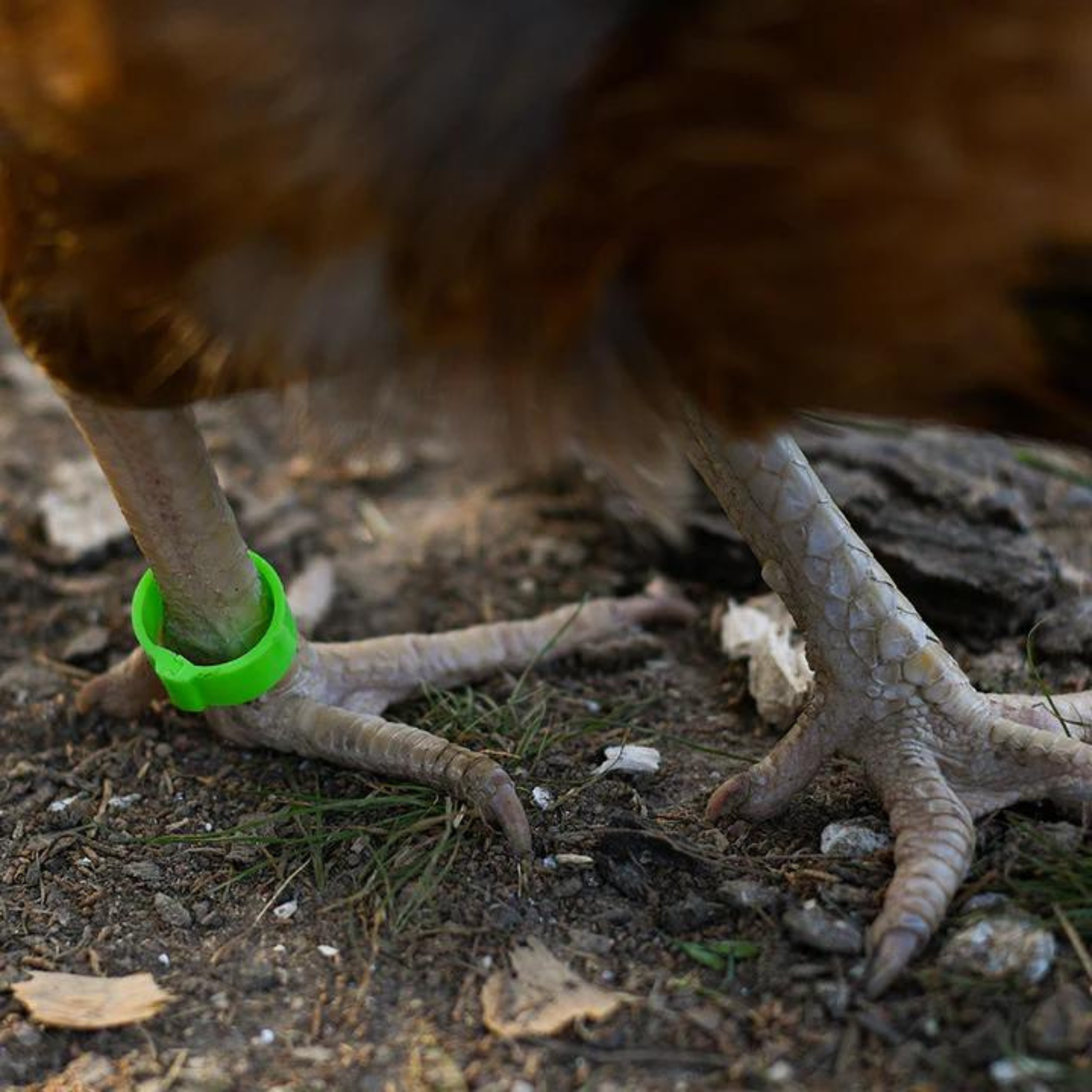 Nesty Chicken Leg Bands