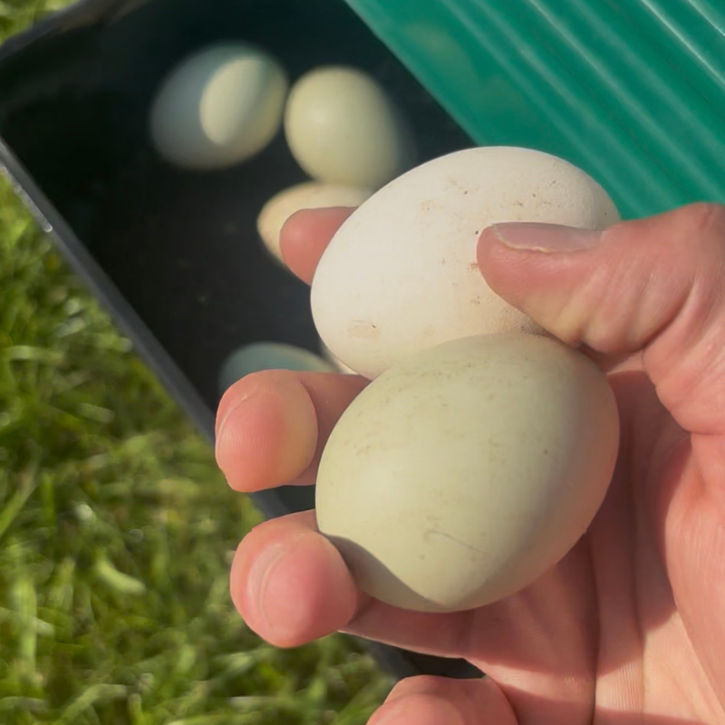 Helps Reduce Egg-Eating