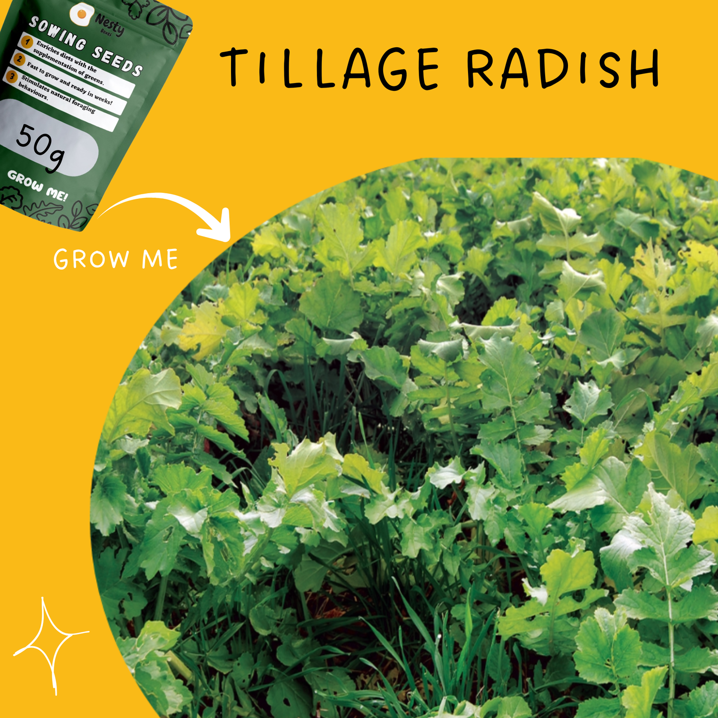 Black Friday Sowing Seeds Bundle