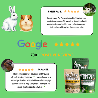 Timothy Hay Grass Seeds