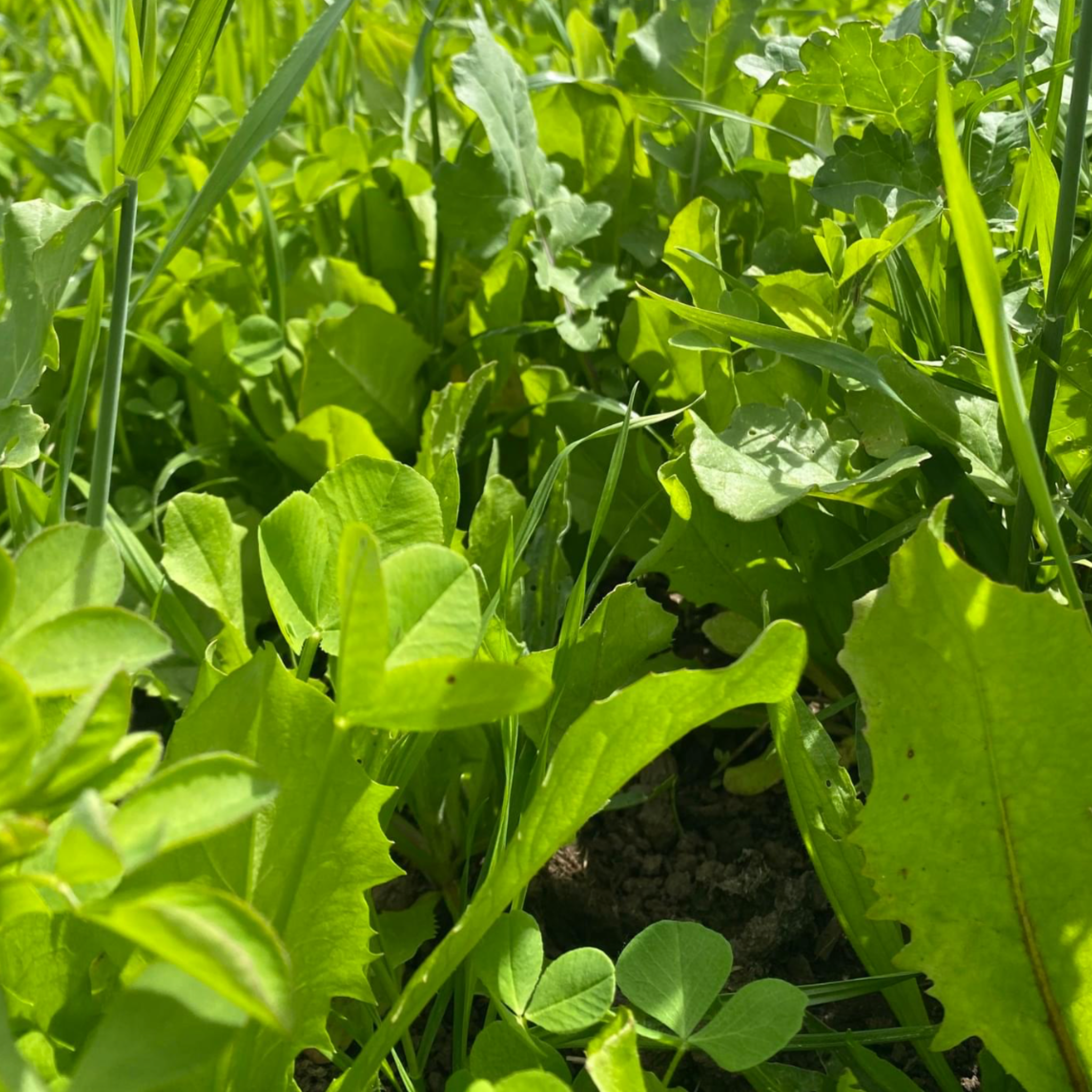 Nesty Poultry Summer Seeds Forage Mix